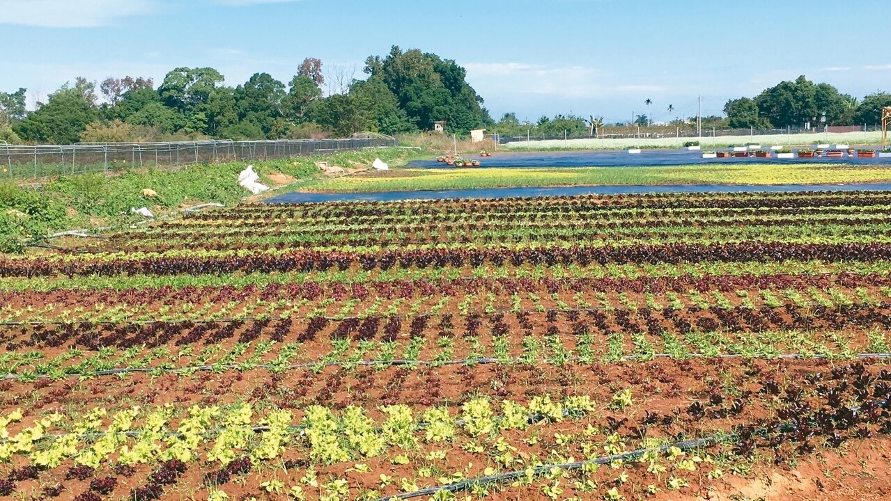 新社花海以「可食地景」為意象主軸，看得到各類花類的蔬菜。 記者陳秋雲／攝影