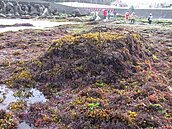 教授預警：海藻覆蓋率　十年掉一半