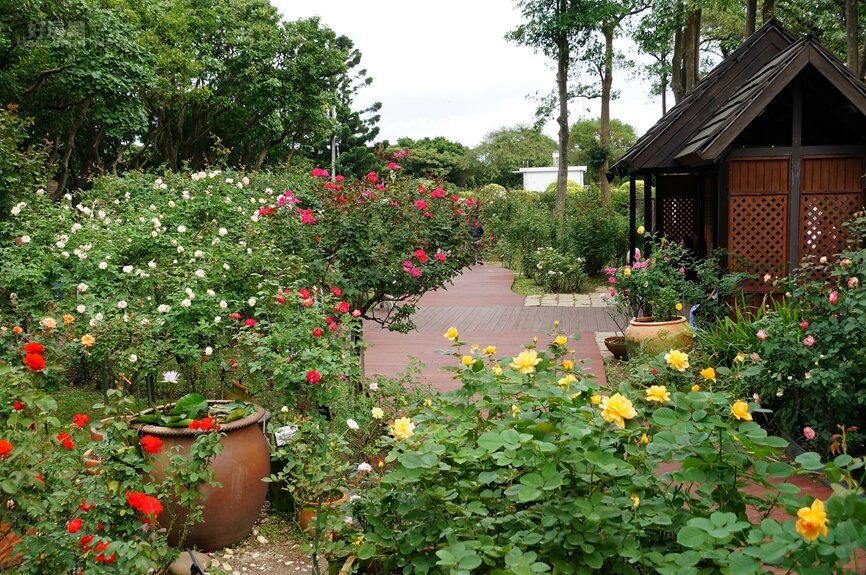 臺北玫瑰園-秋季玫瑰展 花博