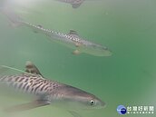 周末免費看電影！ 新北推3部紀錄片