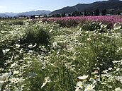 花海被踩扁？野狗追土撥鼠踩的