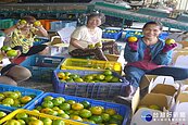 雨水少　台南今年青皮椪柑採收期恐延後