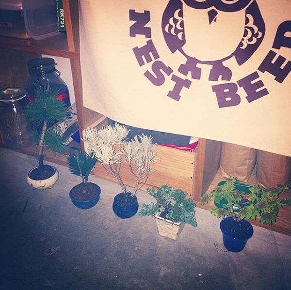 演員簡宏霖在家裡種植盆栽(圖/翻攝IG簡宏霖Jolin Chien)