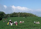 嘉義梅山賞梅　年節每天開4線觀光列車