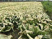 北農休市菜價崩　雲縣府霸氣護農：縣府補助耕鋤