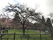 阿里山櫻花季　「櫻王」含苞待放