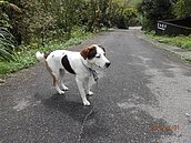 公部門禁養浪浪挨批　消防署急滅火