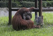 遊客丟菸蒂　猩猩撿來抽　印尼動保人士籲關動物園