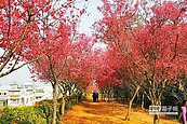 淡淡3月天　桃園櫻花滿枝椏