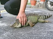 閱讀秘書／綠鬣蜥貌似「酷斯拉」