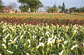 桃園彩色海芋季　賞花沾喜氣