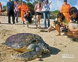 去年救助約200隻海龜　7成已死亡