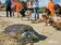 去年救助約200隻海龜　7成已死亡