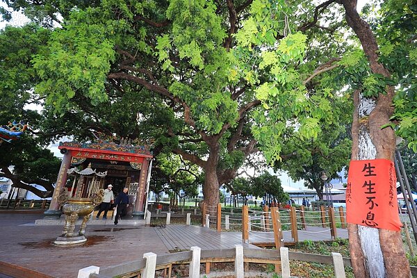 茄苳樹王。圖／台中市府
