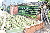 這裡推「花街巷弄」　豬舍、空地變美景