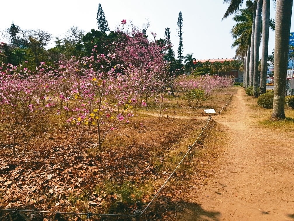 台南公園西側由社區大學協助復育的羊蹄甲林，雖然樹還不大，但春來已有繁花盛開。 記者修瑞瑩／攝影
