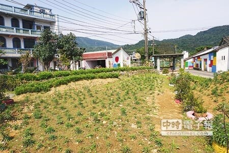 金山區六三社區運用閒置空間種植百合、杜鵑等花卉綠美化環境，打造社區綠地，同時搭配牆面彩繪成為社區特色。（林縉明攝）