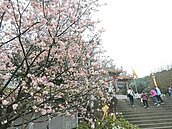 新北天元宮賞櫻　花開富「粿」GO