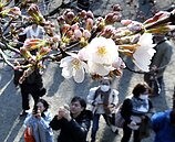 東京櫻花開了　史上第3早