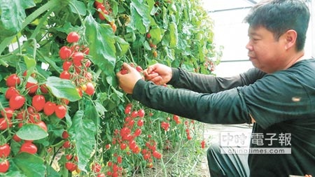 溫室玉女小番茄大豐收，產地價創新低，農民黃金村認為這是「警訊」。（鐘武達攝）