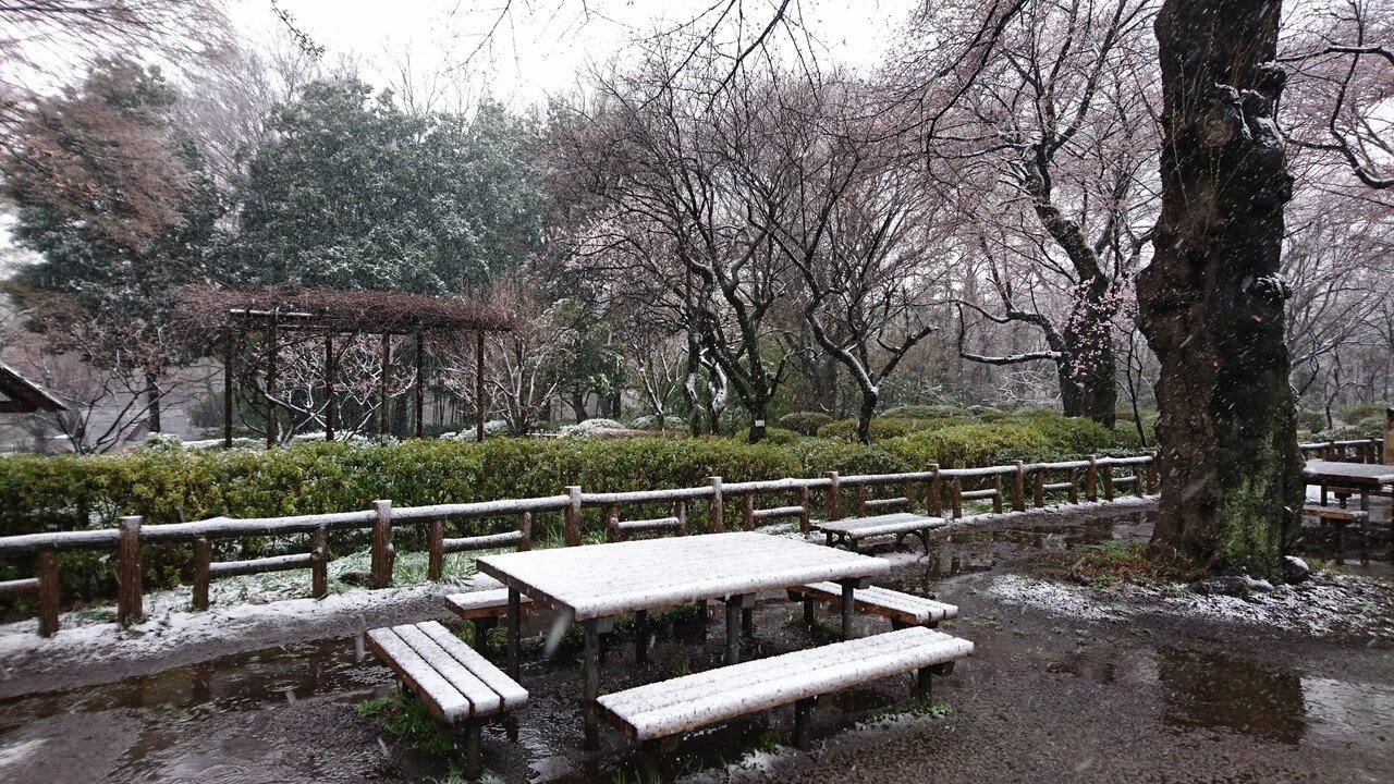 東京罕見下起3月雪，圖為石神井公園的雪地櫻花。東京記者蔡佩芳/攝影