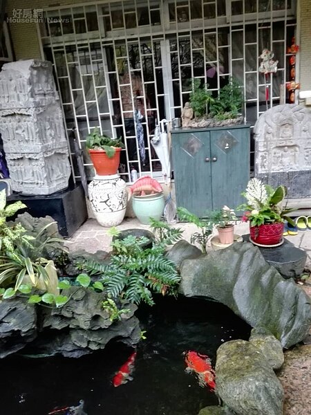 3. 水池裡的錦鯉肥美碩大,一盆盆姿態各異的松柏是早年的愛好。