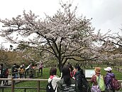 阿里山櫻花開8成　預估這周滿開
