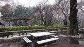 東京睽違32年發表3月大雪警報　現雪地櫻花奇景