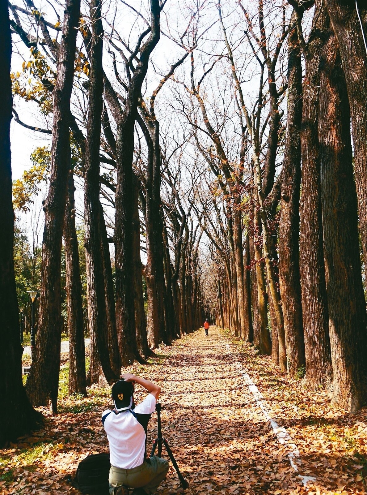 六龜新威森林公園的桃花心木林道正值落葉期。 記者徐白櫻／攝影