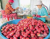 屏東推全國首張蓮霧保單