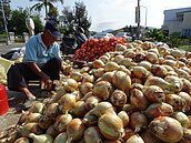 採收季和中部重疊　恆春洋蔥價格崩跌　