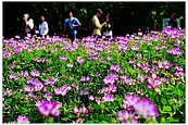 台北動物園紫雲英花海綻放　盛開期到3月底