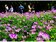 台北動物園紫雲英花海綻放　盛開期到3月底