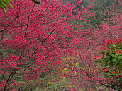 假期賞花迎新春　八仙山櫻花綻放