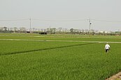 稻作不保價收購？　農委會：絕無此事