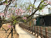 改善溪岸老舊雜亂　桃園八德大湳圳闢櫻花步道