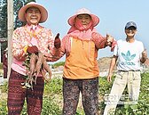 溪口老人種番薯義賣　募照顧經費