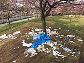 東京迎來最盛賞櫻期　現場照卻讓日本人都心碎了