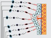 黃斑部病變　為何看見扭曲世界？