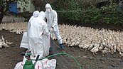 屏東鹽埔肉鴨場染H5N2禽流感　今撲殺6799隻