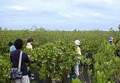 台中賞景好去處　大安紅樹林培育成功