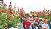 2萬株蜀葵爭豔　人潮塞爆
