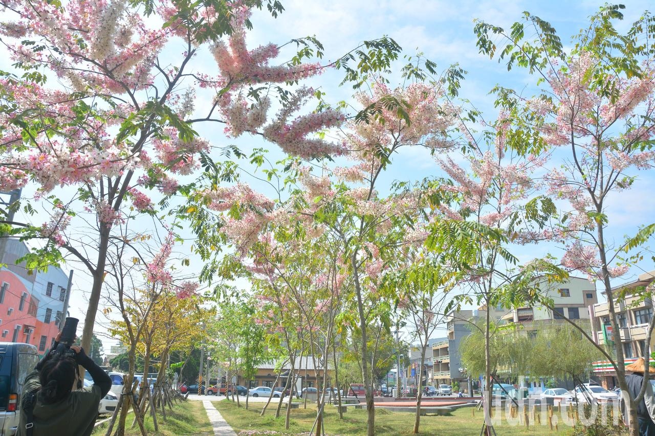 台南新化區大目降廣場前有泰國櫻花之稱的花旗木，陸續盛開中。記者吳淑玲／攝影
