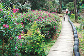 山友改造土城將軍嶺　荒山變桃花源
