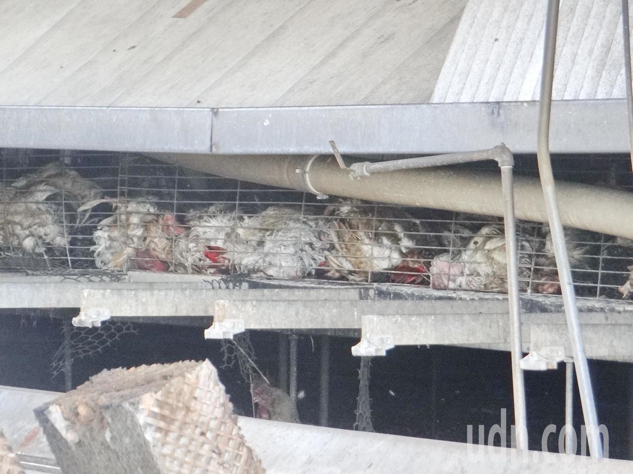 上萬隻雞幾乎全軍覆沒，死於火場。記者蔡維斌／攝影
