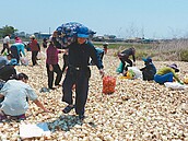 彰化洋蔥免費撿　台中捐發票就送