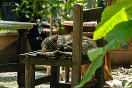 嶺腳站貓不少。比起赫赫有名的貓村猴峒站，這裡的貓比較怕人，但只要不打擾他們，還是可以拍到許多有趣的畫面。