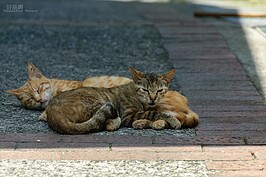 當地貓就這樣大方的躺在馬路上躲著太陽打盹，寧靜的感覺彷彿時光已經凝結。
