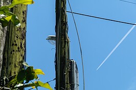 現在的電線桿都已經水泥化，難得可以看到木頭的電線桿。