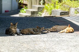 當地貓就這樣大方的躺在馬路上躲著太陽打盹，寧靜的感覺彷彿時光已經凝結。